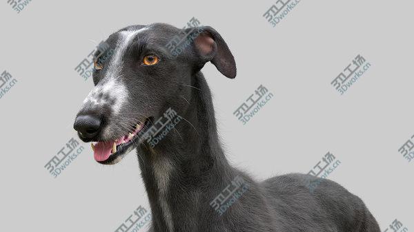 images/goods_img/20210312/3D model Greyhound (3) (Fur)/1.jpg